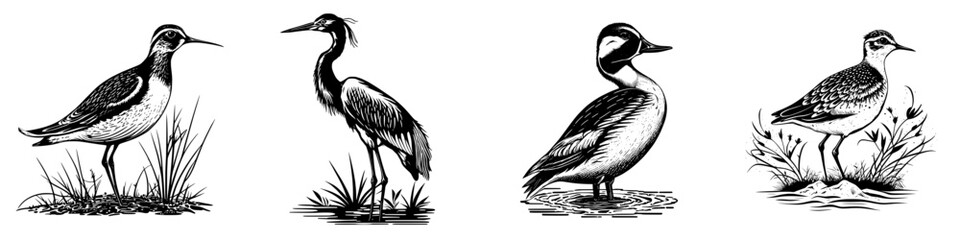 Wetland bird illustrations