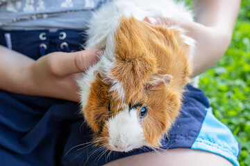 hands trimming claws of guinea pig with pet clippers. Haircut claws of guinea pig with claw cutter or special scissors for cutting claws