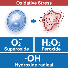 Oxidative stress factors, healthy cell is attacked by free radicals. Superoxide, Peroxide, Hydroxide radical. Medical vector illustration