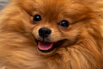 Puppy pomeranian dog, age 9 months, cute pets at home, close-up portrait