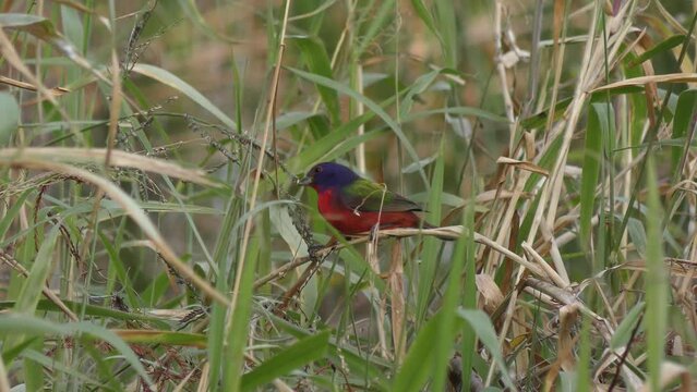 Painted Bunting feeds on Grass Seeds