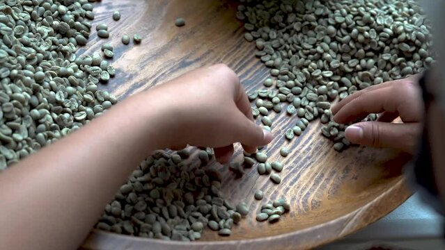 selecci&oacute;n a mano de granos de caf&eacute;