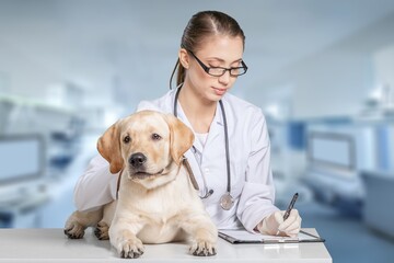 Medicine concept, veterinarian doctor and dog in vet clinic