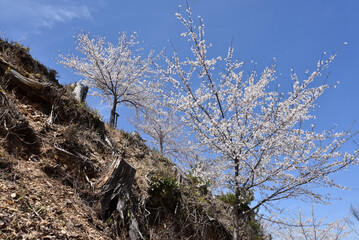 春の吉野山　切株と桜　奈良県吉野郡吉野町