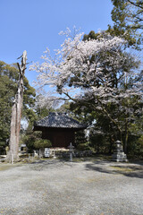 春の三井寺　教待堂　滋賀県大津市