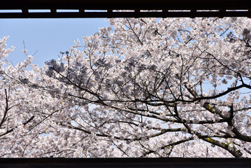 春の三井寺　観月舞台から見る満開の桜　滋賀県大津市