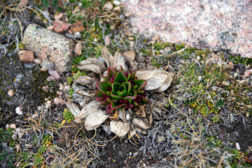 Succulent Growing in Highlands of Colorado Early Spring