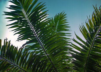palm tree branches and blue sky