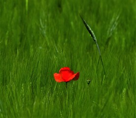 poppy in the field