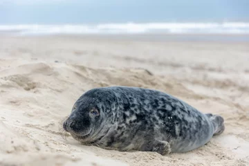Gordijnen Young seal in its natural habitat sleeping on the beach and dune in Dutch north sea cost (Noordzee) The earless phocids, True seals are one of the three main groups of mammals, Pinnipedia, Netherlands © Sarawut