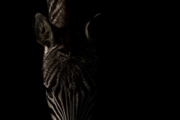 Zebra fine art low key photograph Africa wildlife safari