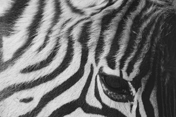 Obraz na płótnie Canvas Zebra fine art low key photograph Africa wildlife safari