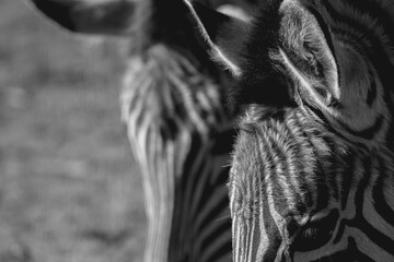 Zebra fine art low key photograph Africa wildlife safari