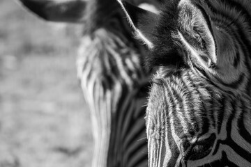 Zebra fine art low key photograph Africa wildlife safari