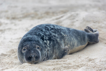 Young seal in its natural habitat laying on the beach and dune in Dutch north sea cost (Noordzee) The earless phocids or true seals are one of the three main groups of mammals, Pinnipedia, Netherlands