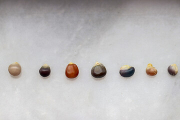Rainbow corns are recognized for their health benefits all around the world. 