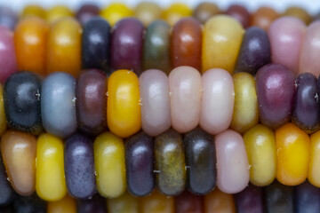 Rainbow corns are recognized for their health benefits all around the world. 