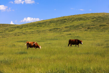 A herd of cattle on the prairie