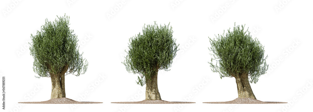 Poster daytime scene landscape element for 3d architectural visualization. olive tree isolated on transpare