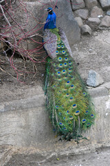 Obraz premium Peacock with feathers out