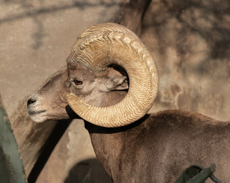 Retrato del Perfil de borrego cimarr&oacute;n, carnero cimarr&oacute;n, Carnero de las rocosas, Ram. 