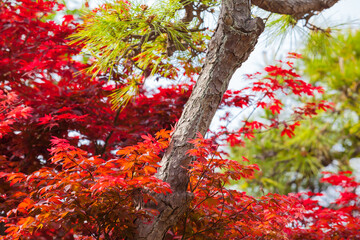Japanese Garden Plants Foliage / Detail of red leaves maple and green needle conifer tree (copy space) - 567891486
