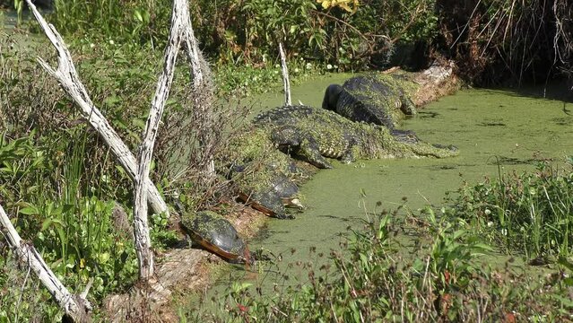 Alligators and Turtles Sunning on a Log in Florida swamp.