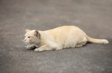 Domestic cat lying on cement floor looking at  the left side hand..