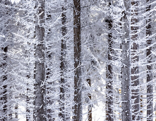 Obraz premium snow covered trees