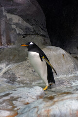 Penguin on the rocks