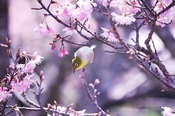 美しい桜の背景とメジロ