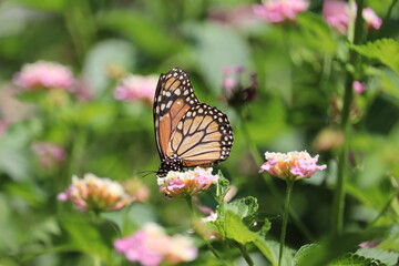 Borboleta
butterfly