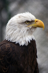 American bald eagle