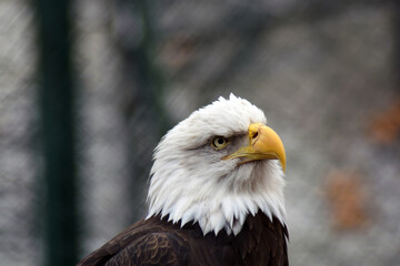 american bald eagle