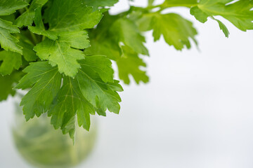 Fototapeta na wymiar fresh parsley