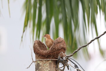 João-de-barro
Rufous Hornero
Furnarius rufus