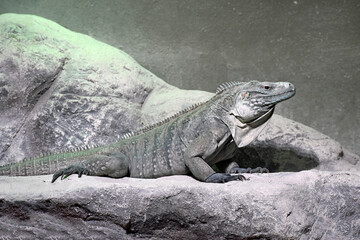 Iguana in Captivity Louisiana 