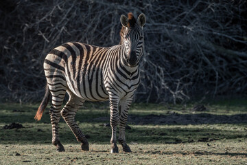 Naklejka premium Zebra photograph Africa wildlife safari with beautiful light and not so bright colours 
