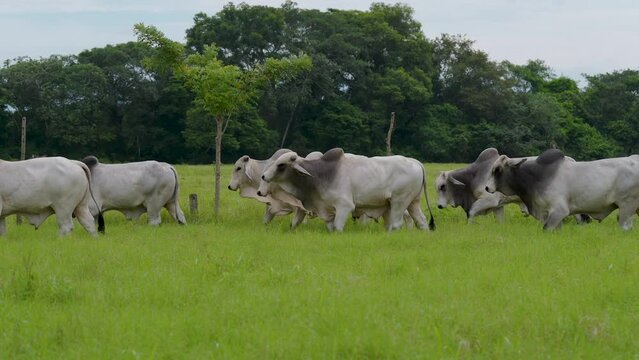 Grupo de toros de la raza brahman gris caminando por el pasto en una finca de ganader&iacute;a de carne