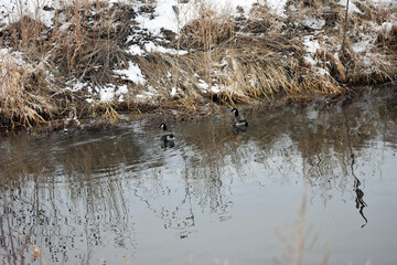 Canadian Geese on a River Colorado Winter