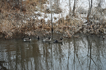 Canadian Geese on a River Colorado Winter