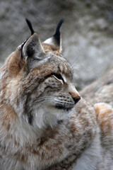 Portrait of a lynx