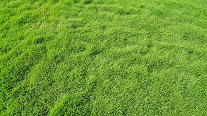 Cynodon dactylon also known as Bermuda, crab, dogs tooth, ethane, durva, dhoob bahama, couch etc
