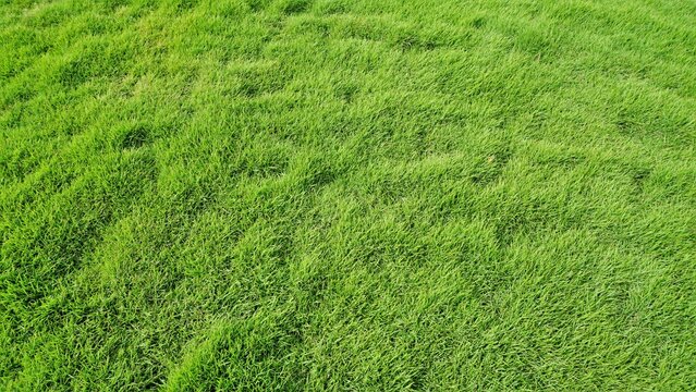 Cynodon dactylon also known as Bermuda, crab, dogs tooth, ethane, durva, dhoob bahama, couch etc
