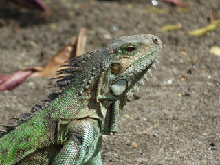 Tête d'Iguane en Martinique