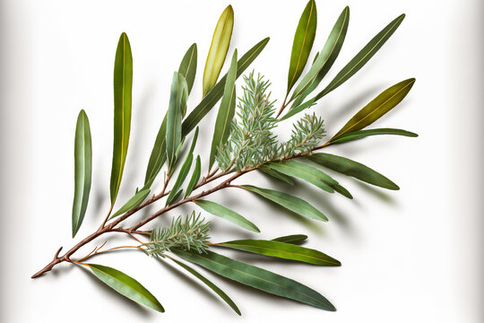 Tea tree (Melaleuca) twigs with seeds and leaves. On a white background, alone. Generative AI