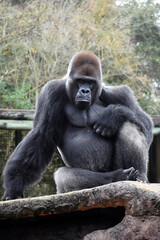Gorilla at the Zoo