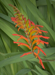 Chasmanthe aethiopica