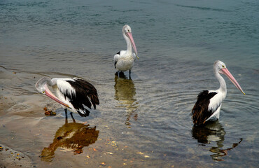 Three beautiful pelicans relaxing in the water