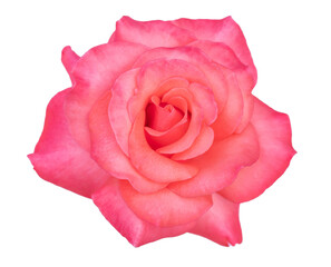 pink rose isolated on transparent background, romantic valentine flower, PNG File